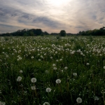 Cheating Dandelions