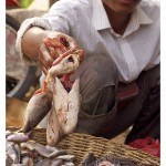 The Fishmonger