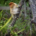 8/52: Shock the Monkey