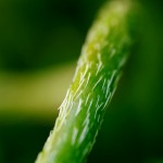 23/52: A snake in the grass